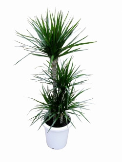 ドラセナ・コンシンネ 観葉植物レンタル Mサイズ