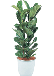 カシワバゴム 観葉植物レンタル Lサイズ