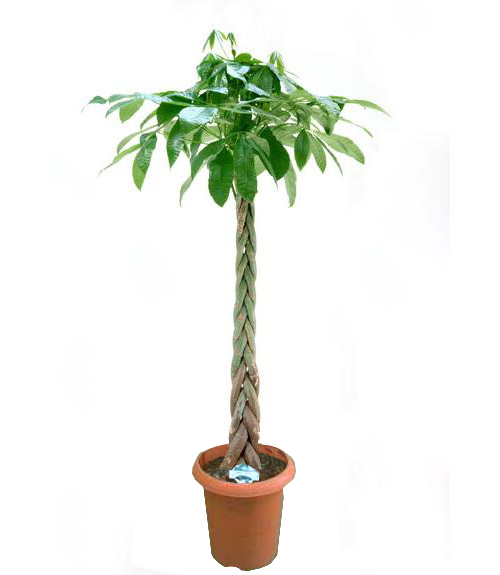 パキラ 観葉植物レンタル Lサイズ