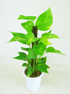 ポトス 観葉植物レンタル Sサイズ