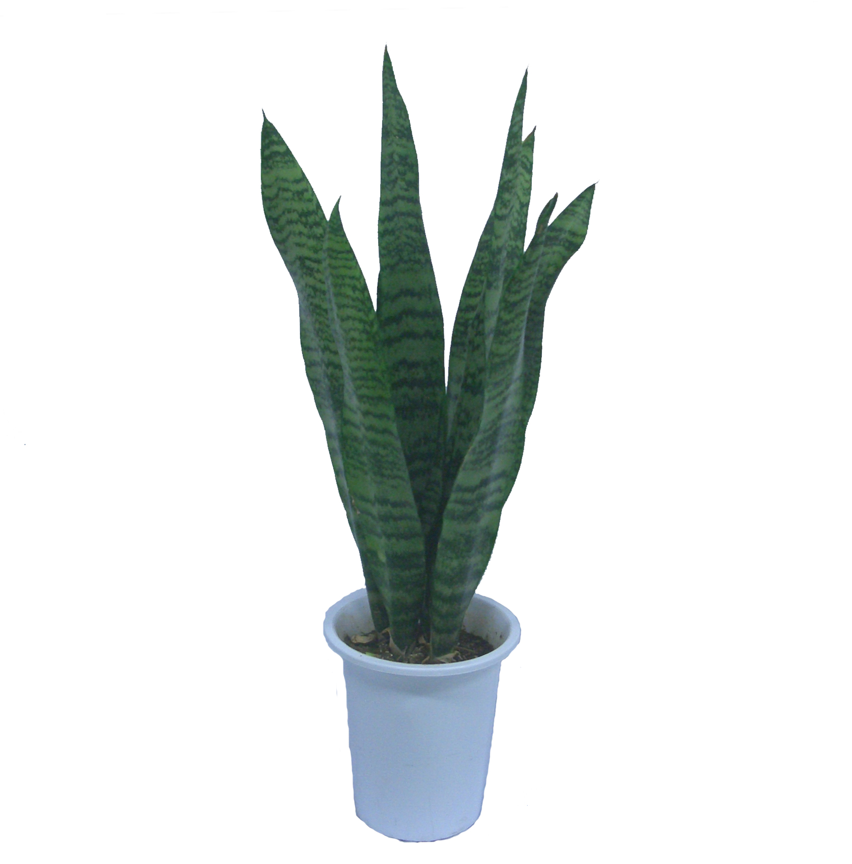 サンスベリア 観葉植物レンタル Sサイズ