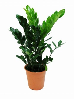 ザミオクルカス 観葉植物レンタル Mサイズ